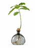 Rain Drop Acorn Vase on a white background