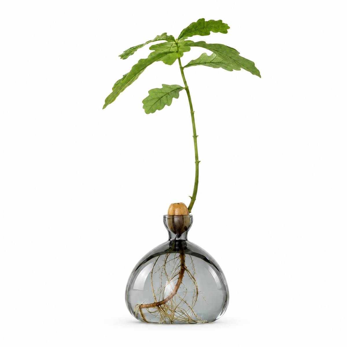 Rain Drop Acorn Vase on a white background